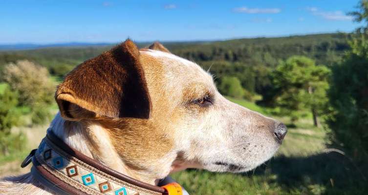 Wie sitzt mein Maulkorb / Maulkorb-Beratung-Beitrag-Bild