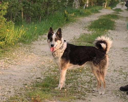 Brachycephale Hunderassen-Beitrag-Bild