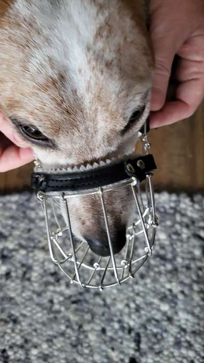 Wie sitzt mein Maulkorb / Maulkorb-Beratung-Beitrag-Bild