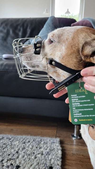 Wie sitzt mein Maulkorb / Maulkorb-Beratung-Beitrag-Bild