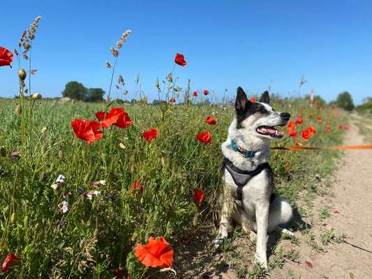 69. Handy-Fotochallenge: Soundtrack-Beitrag-Bild