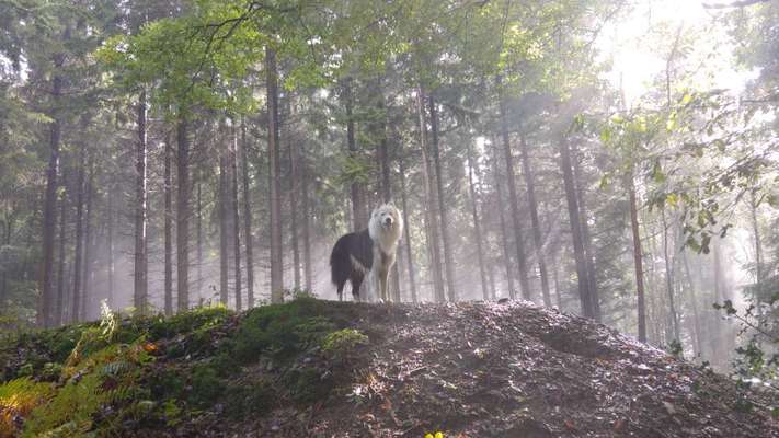 Dogorama Photo Challenge - Märchenwald-Beitrag-Bild