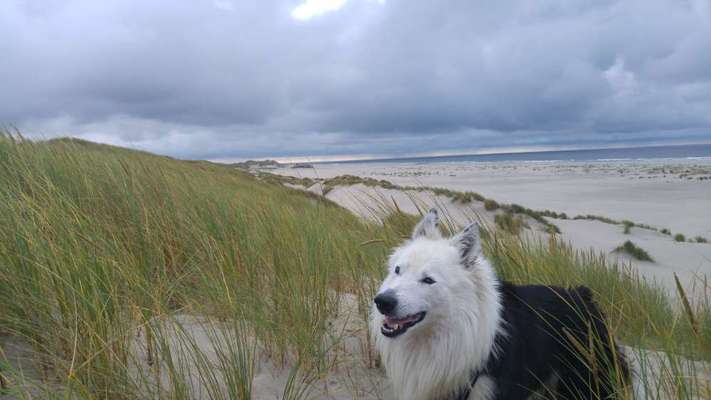 Urlaub mit Hund - Hat jemand Empfehlungen?-Beitrag-Bild