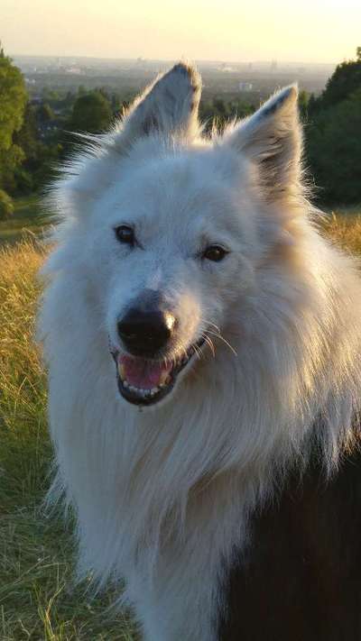 Unsere Fellnasen im Regenbogenland-Beitrag-Bild