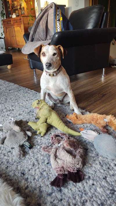 Kuscheltiere nur zum kuscheln und nicht zum kaputt beißen-Beitrag-Bild