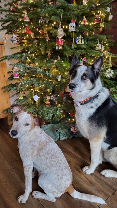 Dogorama Photo Challenge - Bescherung-Beitrag-Bild