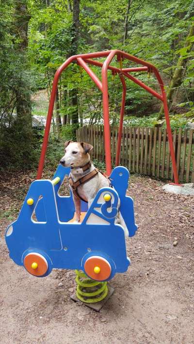 Hunde Memes-Beitrag-Bild