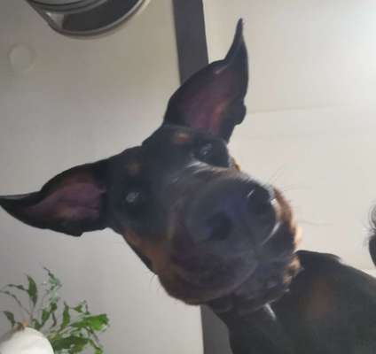 Dogorama Photo Challenge - Fail/Outtakes-Beitrag-Bild