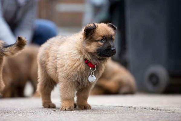 Harzer Fuchs-Beitrag-Bild