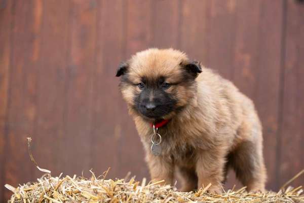 Welpen Bilder !-Beitrag-Bild