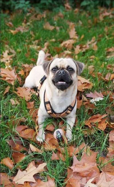 Mops mix-Beitrag-Bild