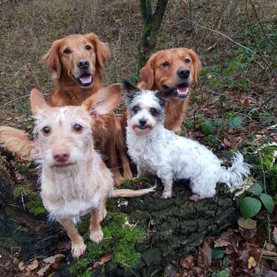 Hundeschulen-Doggy & Me-Bild