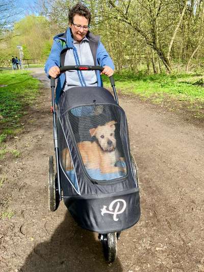 Suche Hundebuggy faltbar-Beitrag-Bild