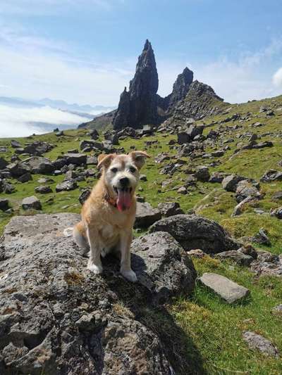 Mischlinge - wo habt Ihr Eure gefunden?-Beitrag-Bild