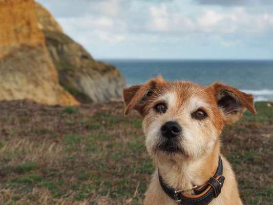 Mischlingshunde Foto Aufruf-Beitrag-Bild