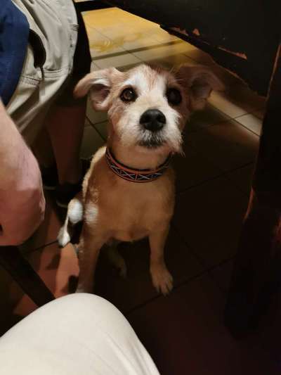 Mischlingshunde Foto Aufruf-Beitrag-Bild