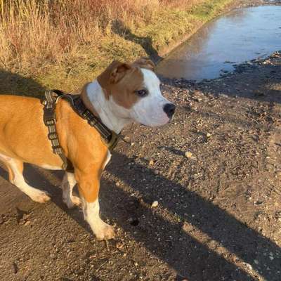 Hundetreffen-Spazier- und Spieltreffen-Bild