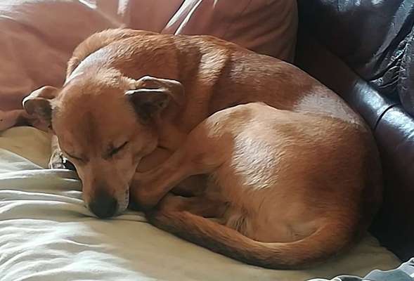 Welpenfotos-Beitrag-Bild