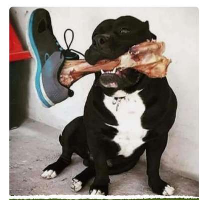 vorsicht, wir werden dominiert und manipuliert von unseren Hunden-Beitrag-Bild
