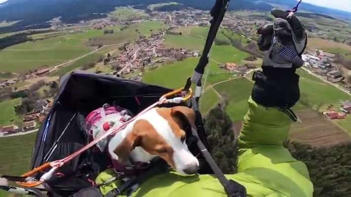 Rassen unsinnig verpaaren-Beitrag-Bild