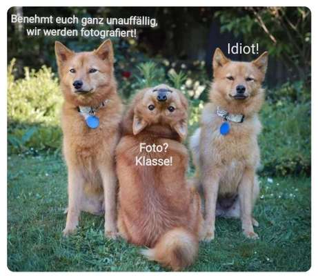 Hier ist der Spaßthread. Zum Schmunzeln und Kaputtlachen-Beitrag-Bild