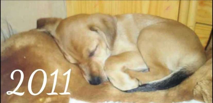 Welpen Bilder !-Beitrag-Bild