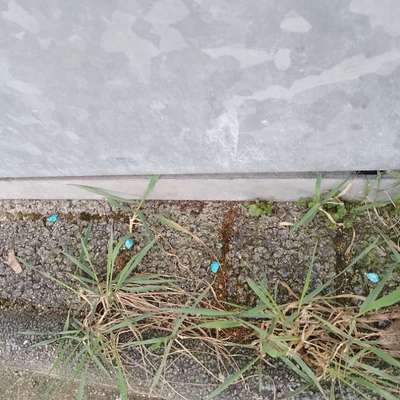 Giftköder-Blaukorn/Rattengift-Bild