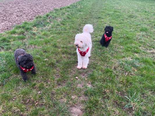 TierschutzhundeStammtisch🐕-Beitrag-Bild