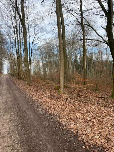 Giftköder-Wildschweine-Bild