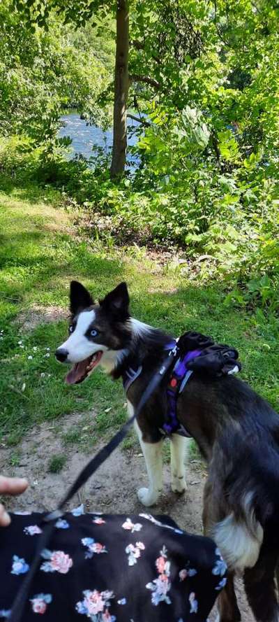 Die Dogorama Kalender Challenge Teil 3/4-Beitrag-Bild