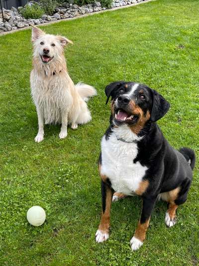 FOTOCHALLENGE 68: Dein Hund und sein bester Freund-Beitrag-Bild