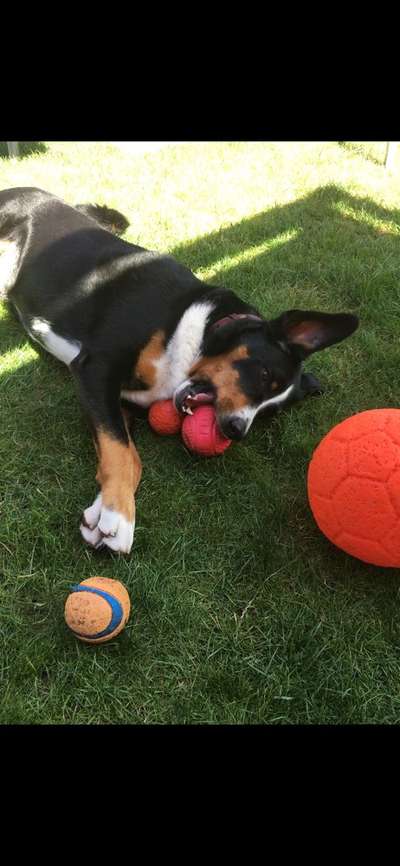 FOTO CHALLENGE 77 - Dein Hund im Spiel-Beitrag-Bild