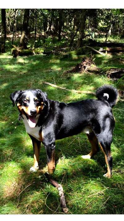 Wald Bild-Beitrag-Bild