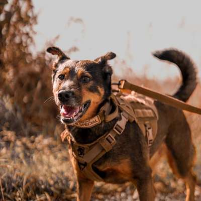 Hundetreffen-Social Walk "Leinenaggression"-Bild