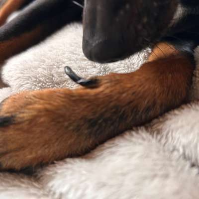 Verbogene Wolfskralle-Beitrag-Bild