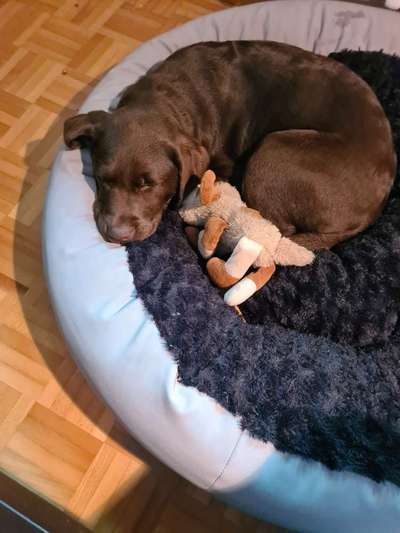 Welpenfotos-Beitrag-Bild