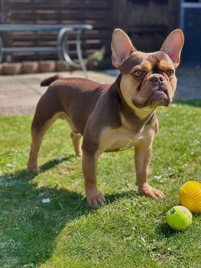 Hundetreffen-Spielen oder Spaziergänge-Bild