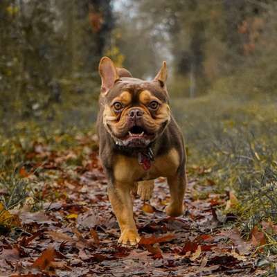 Hundetreffen-Fotos deines Lieblings-Bild