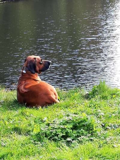 Rhodesian Ridgeback-Beitrag-Bild