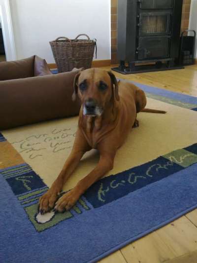 Unsere Fellnasen im Regenbogenland-Beitrag-Bild