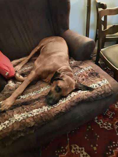 Rhodesian Ridgeback-Beitrag-Bild