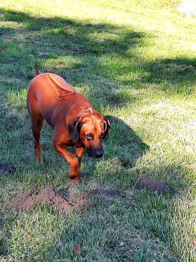 Rhodesian Ridgeback-Beitrag-Bild