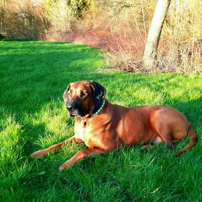 Rhodesian Ridgeback-Beitrag-Bild
