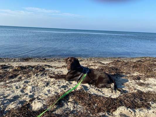 Hundetreffen-Spazieren, Traineren, Spielen-Bild