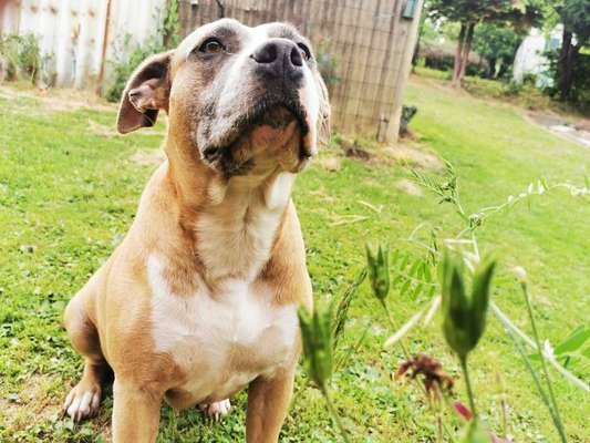 Zeigt mal die schönsten Bilder von euren Hunden !-Beitrag-Bild