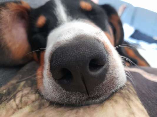 42. Handy Fotochallenge - Den richtigen Riecher haben-Beitrag-Bild