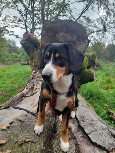 31. Collagen Challenge - Bänke/ Steine /Baumstümpfe-Beitrag-Bild