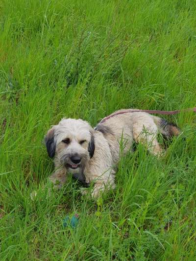 Auslandstierschutz-Beitrag-Bild