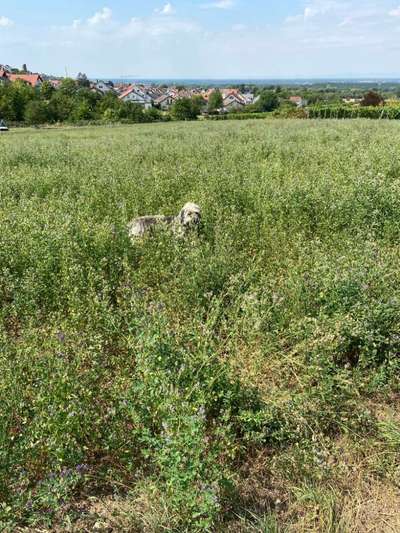 Dogorama Photo Challenge - Tarnung ist alles-Beitrag-Bild