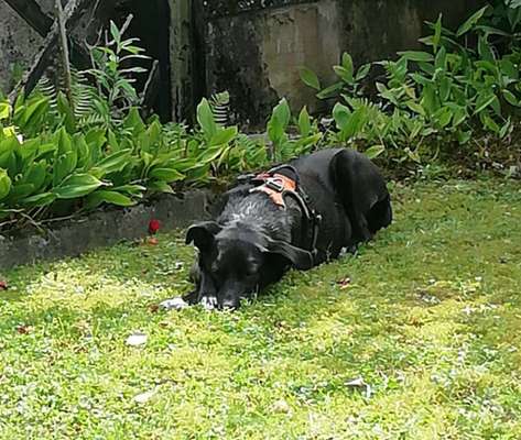 Die Dogorama Monats Challenge "Es grünt und blüht"-Beitrag-Bild